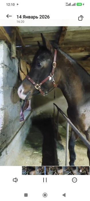 Продам хорошего коня срочно