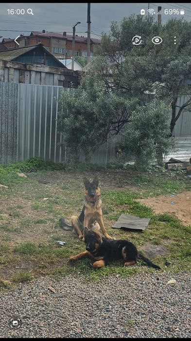 Щенки немецкой овчарки