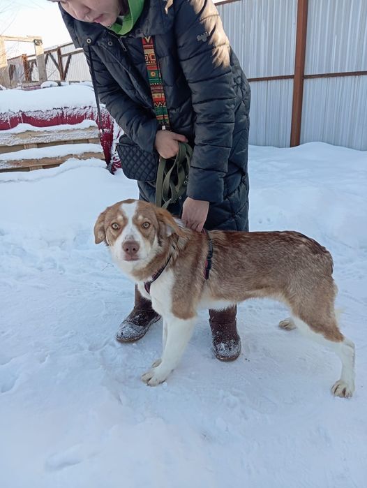 Красивая собака ищет дом