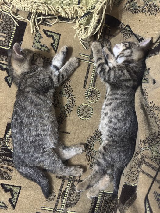Отдам красивых котят