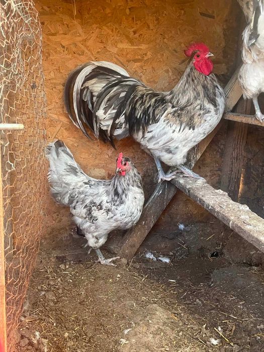 Australorp Splash 2025 2+1