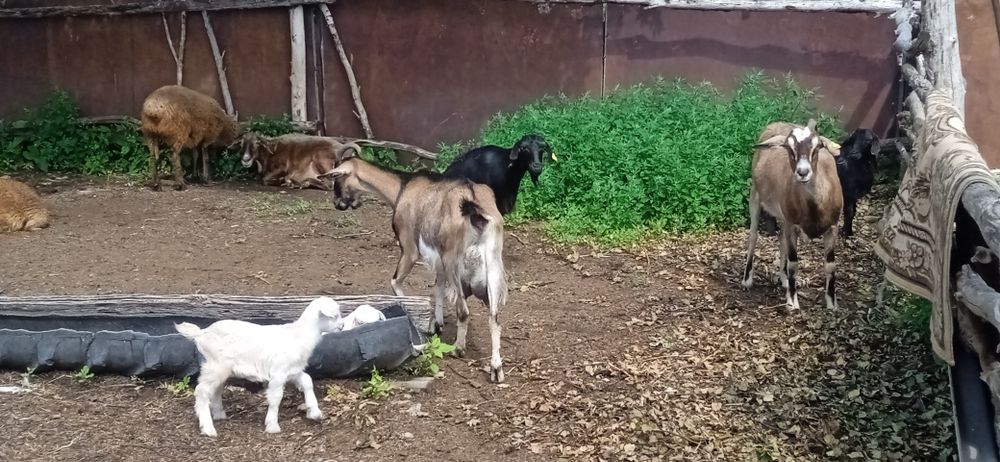 Продам альпииски козы дойные троих