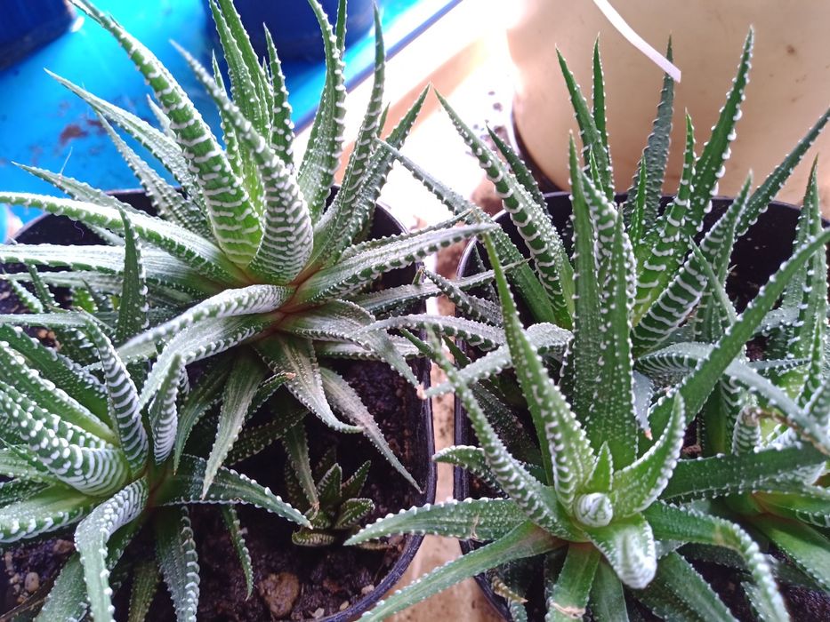 Суккуленты маленькие