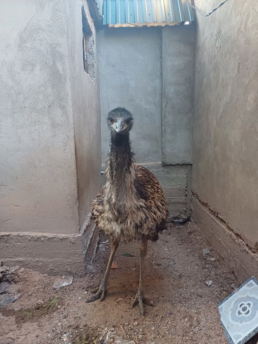 Австралиский Эмо