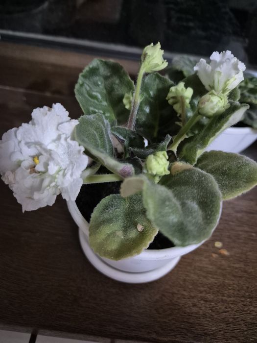 Продам фиалки разные