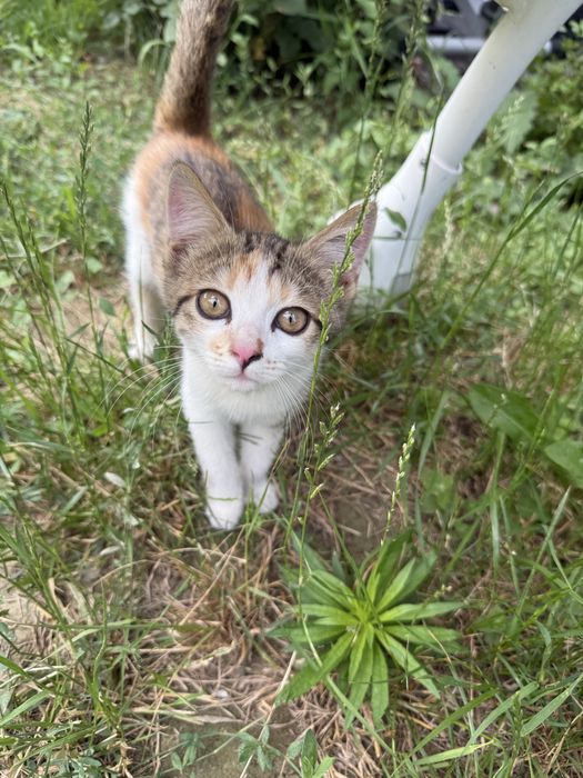 Отдам котенка в добрые руки
