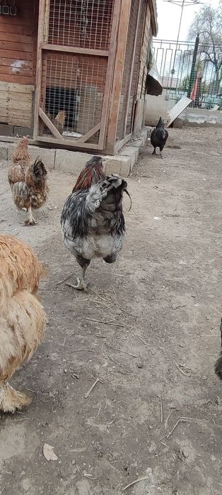 Инкубационные яйца