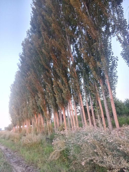 Teraklar kafolati bilan