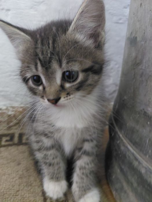 Отдам в добрые руки котят