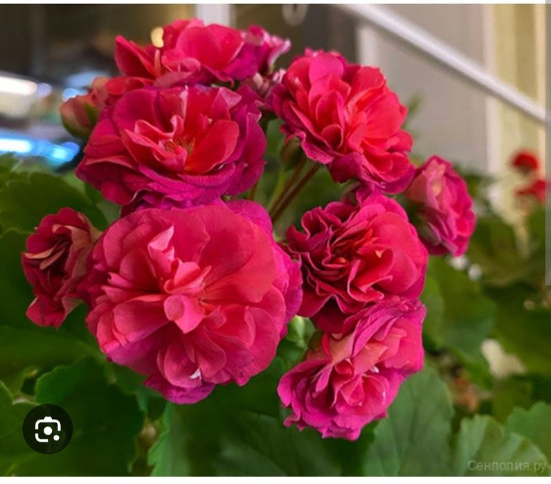 Продам черенки пеларгонии