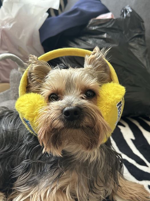 йорк вязка кобель