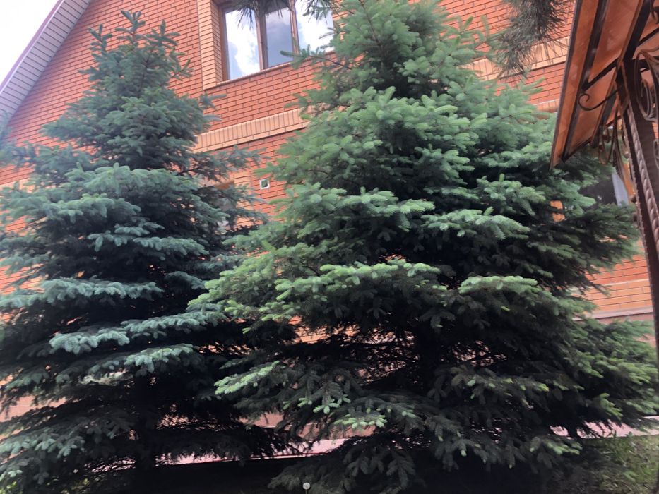 Продам ели