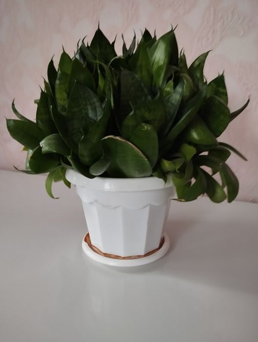 Продам Растение в горшке