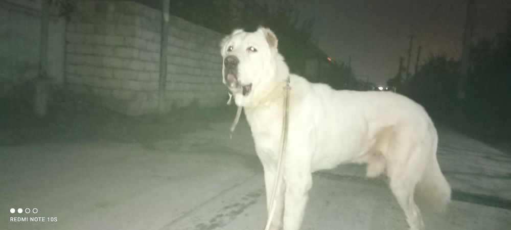 Алабай эркак модага ку́шиб хам берилади.