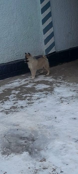 Западно сибирские щенки