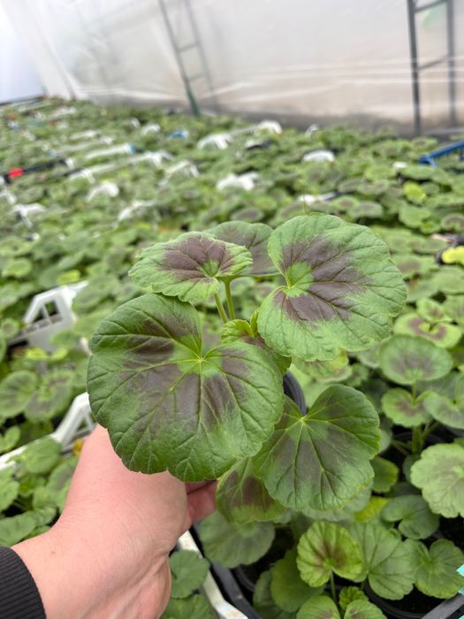 Мушкато за балкон, градина и саксии – свежи и здрави растения