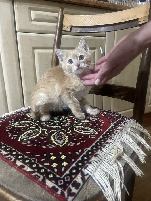 Отдадим в хорошие руки котят
