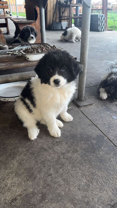 Чистокръвни Каракачанки