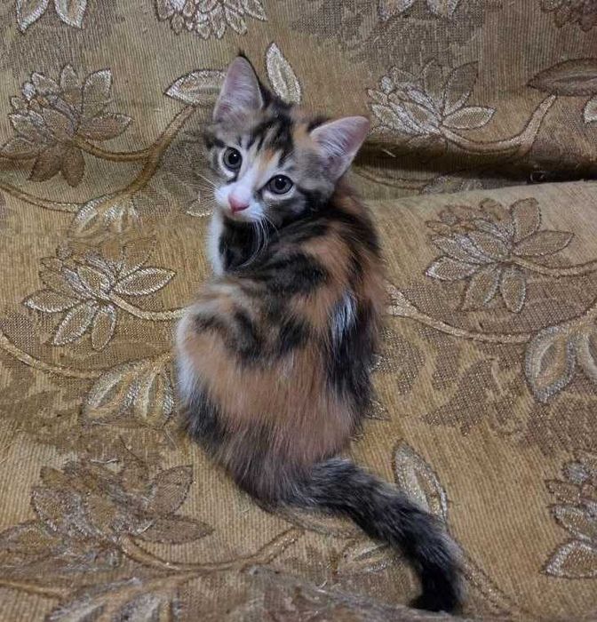 Отдам котят в добрые руки