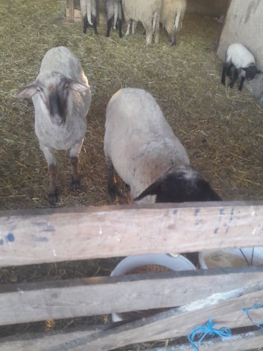 Berbeci de protap sau monta