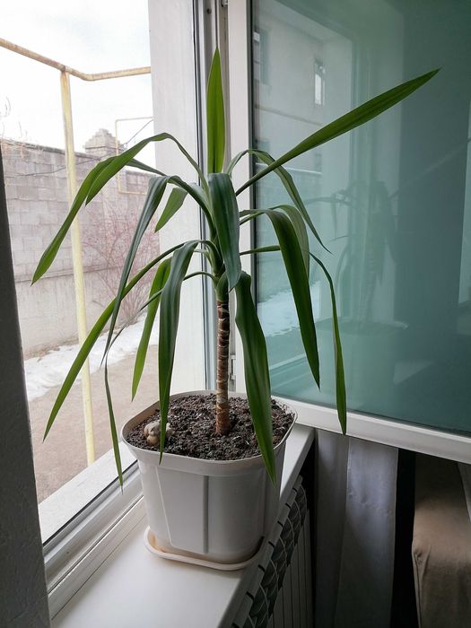 Продам пальму Юкка