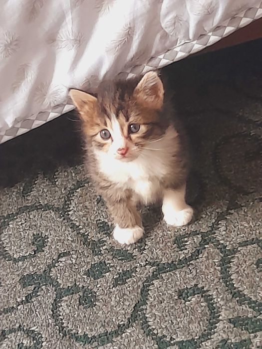 Отдам в добрые руки котят