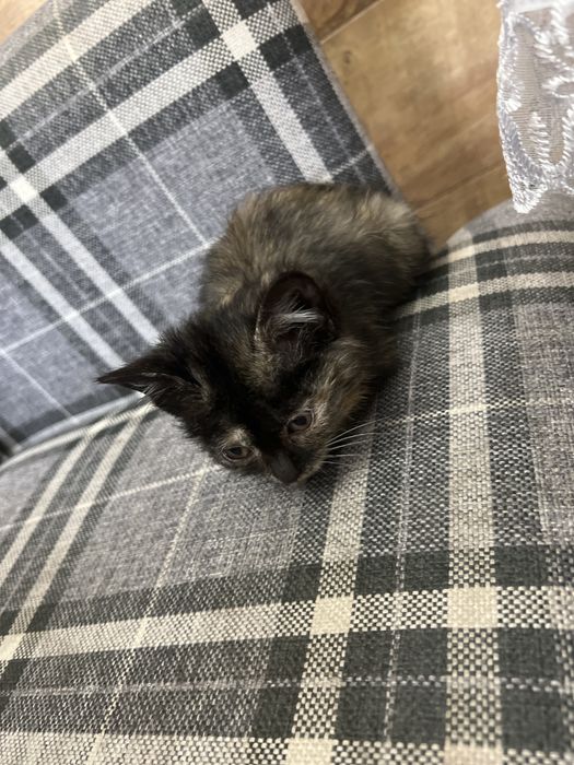 Отдам котенка в хорошие руки
