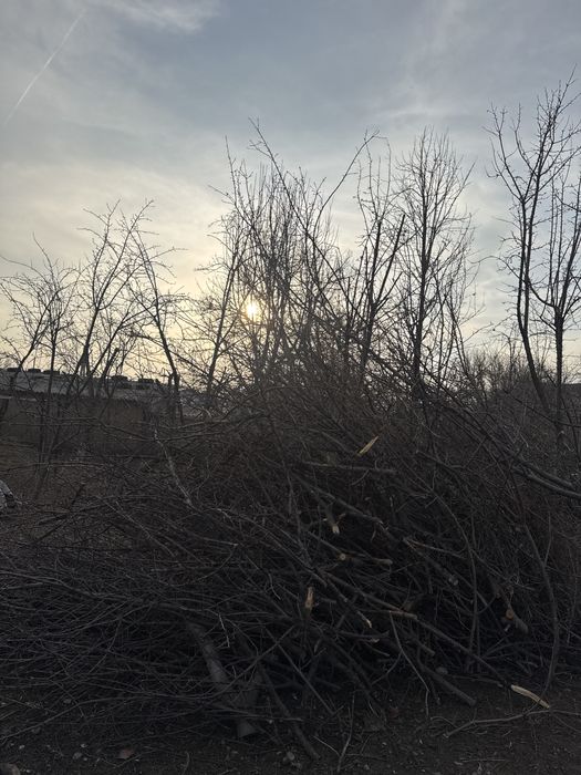 Дрова яблони для разтопки бани тандыра и т.д