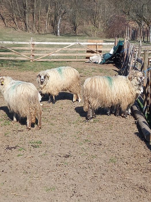 Oi cu miei noatine și berbeci 550