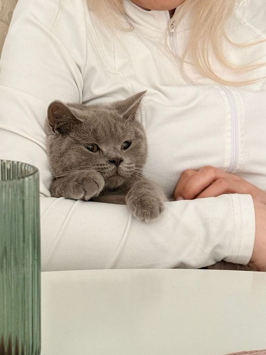 British Shorthair femelă, fără pedigree, provenită de la breeder.
