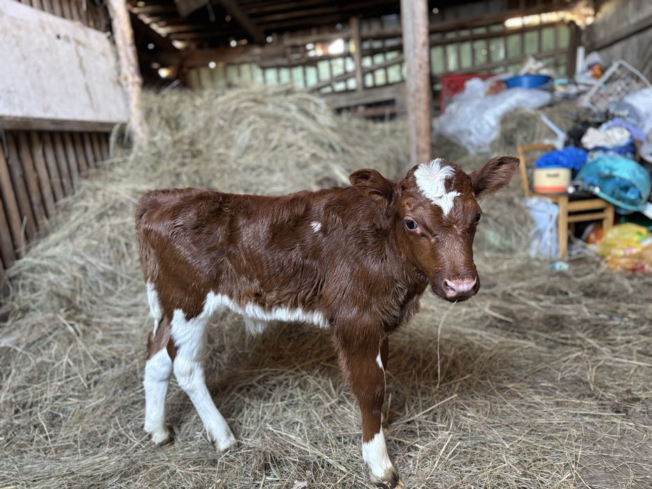 Продается корова с телёнком