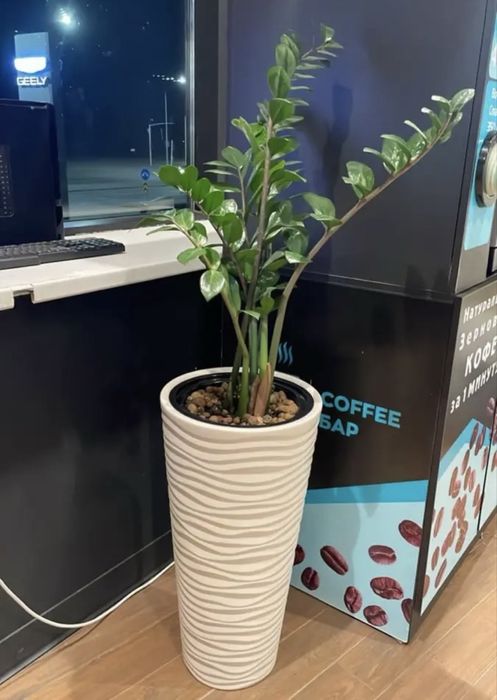 Продам денежное дерево