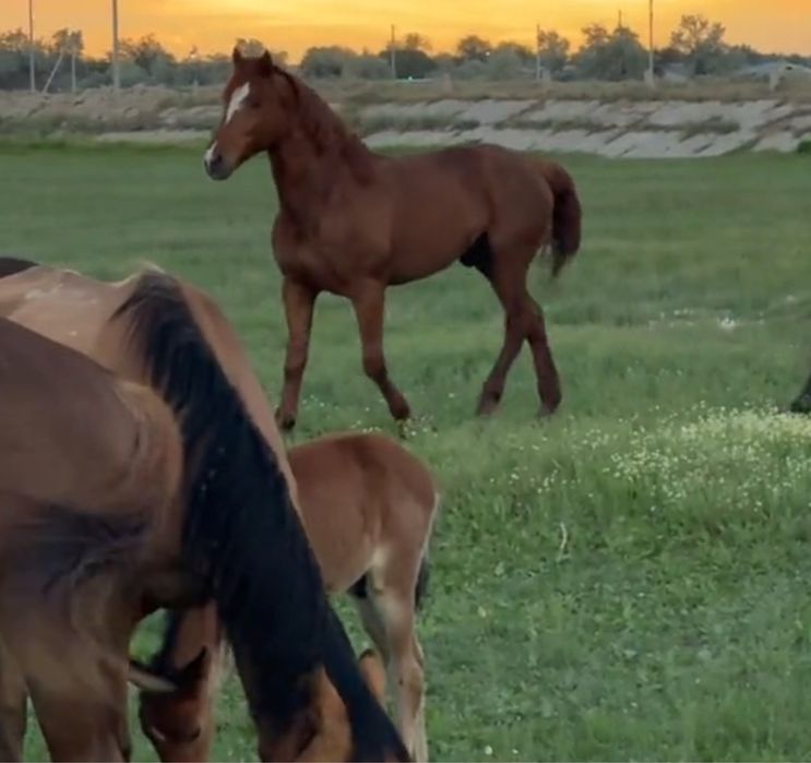 Айғыр сатылады.