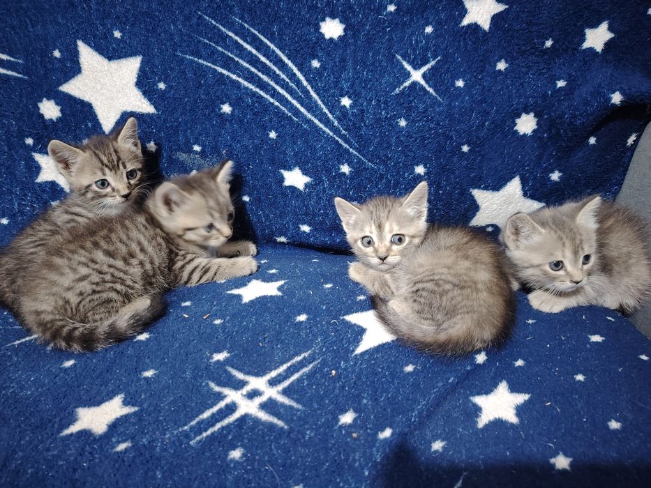 Продам бенгальских котят