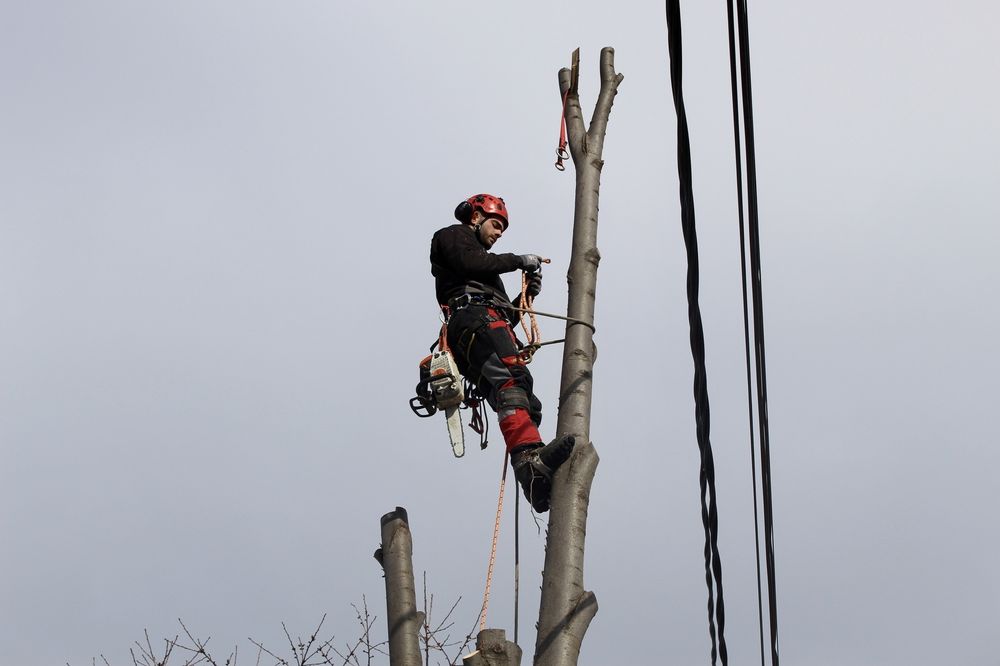Рязане на дървета