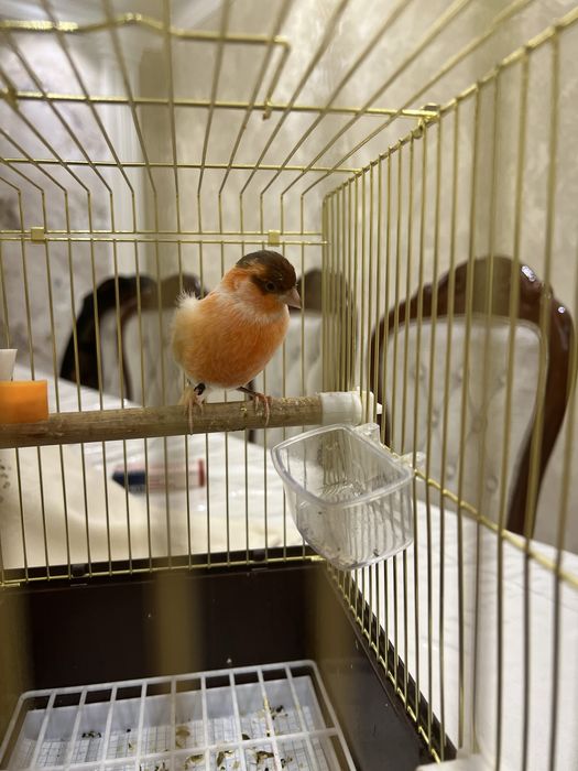 Kanareyka Nar mazayka ola cipor