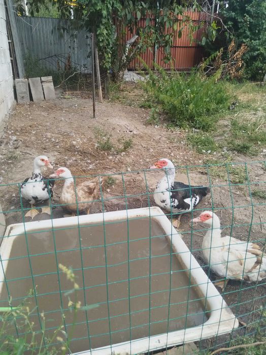 Продам  Индоуток