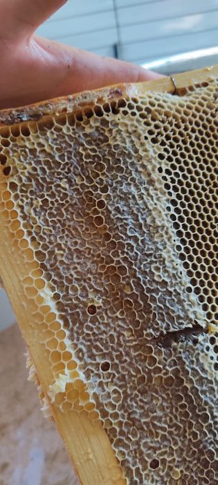 Продам мёд разнотравье