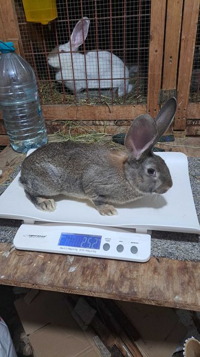 Tineret uriaș german