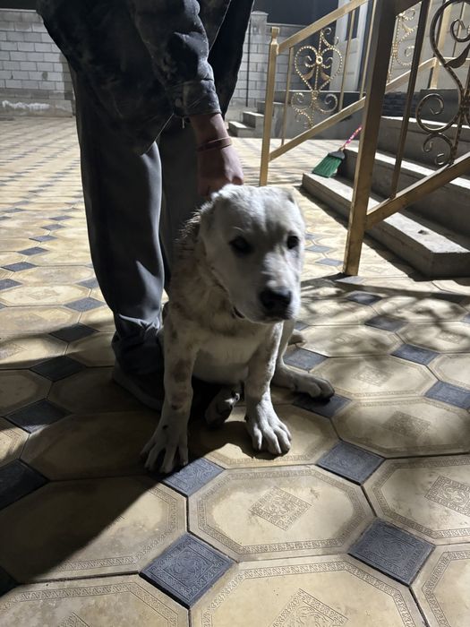 щенки тобет боец