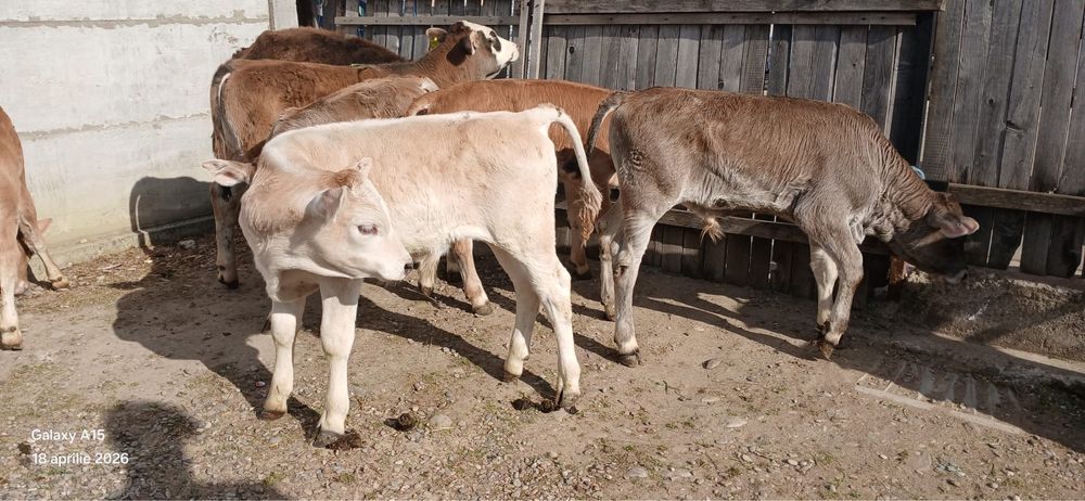 Vand 5 tauri intarcati