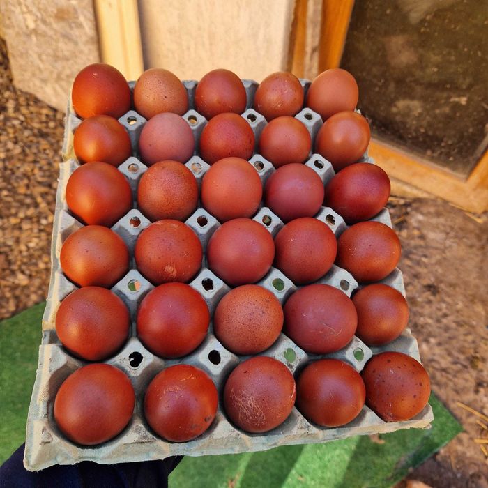 Cocos Marans tanar