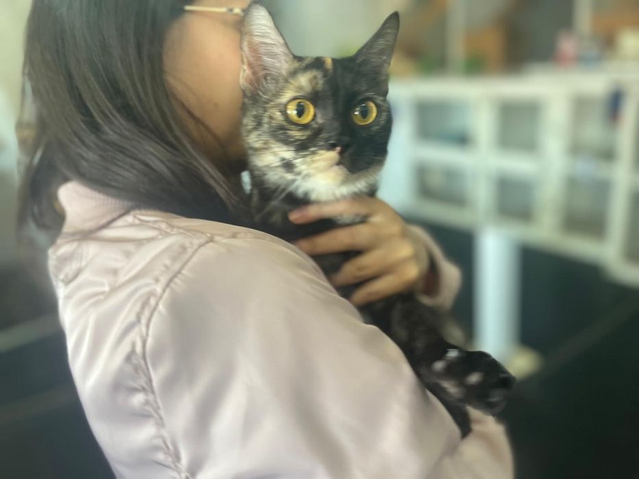 Отдам кошечку в добрые руки