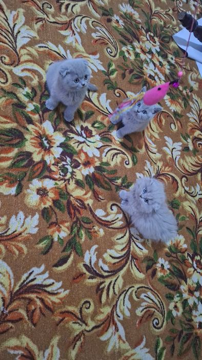 Ассал мушукчалар сотилади