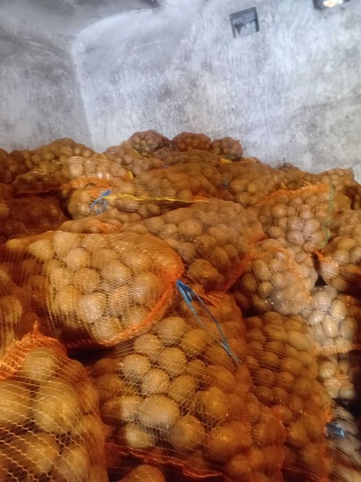 Cartof consum si samanta