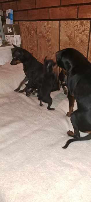 Пинчер  с БГ ПАСПОРТ