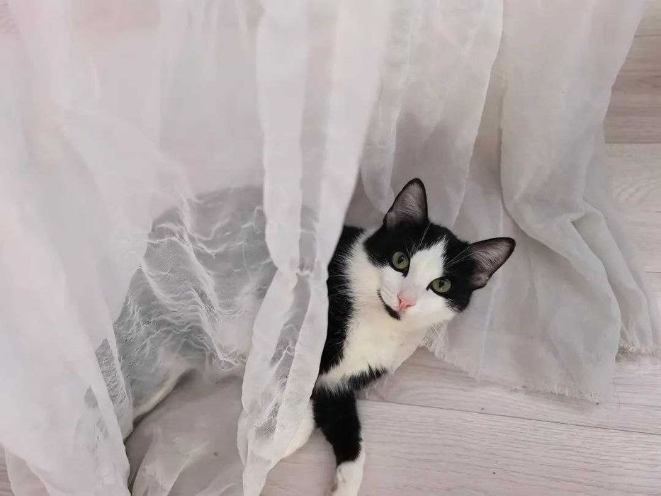 Потерялась кошка