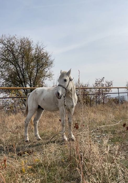 Вакуумдық сорғы бар хардкор BDSM