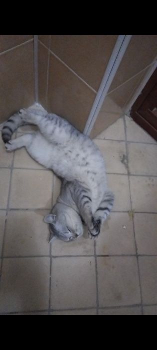 Продаётся кот шиншилла