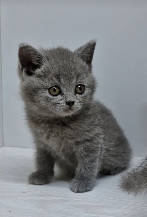 Продаются чистокровные Британцы